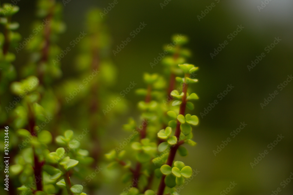 Spekboom, succulent plant well known for its air purifying prowess Spekboom, succulent plant well known for its air purifying prowess