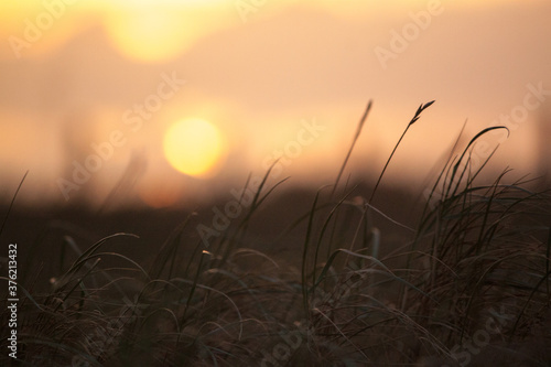 sunset in the dunes at a beach