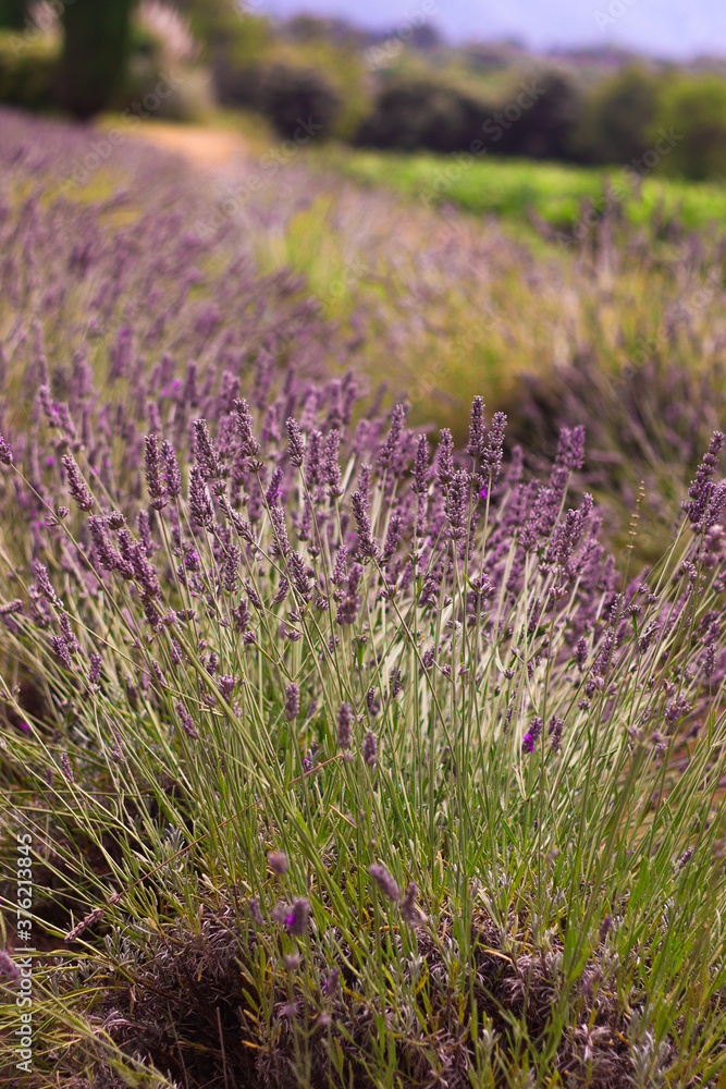 Lavender field in France | Purple lavender close up in the evening sun and sunset | Lavender Close Up in Provence, France | Amazing view of purple and green colors 