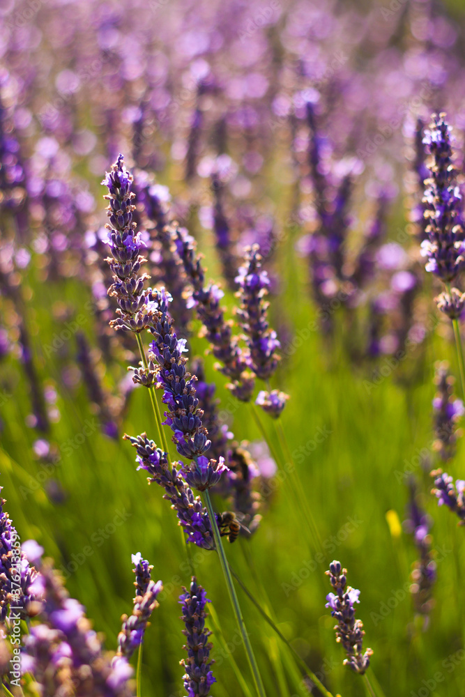 Fototapeta premium Purple lavender close up in the evening sun and sunset | Lavender Close Up in Provence, France | Amazing view of purple and green colors 