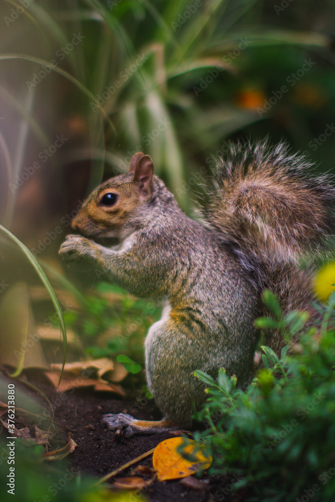 Squirrel Eating in Garden Bed