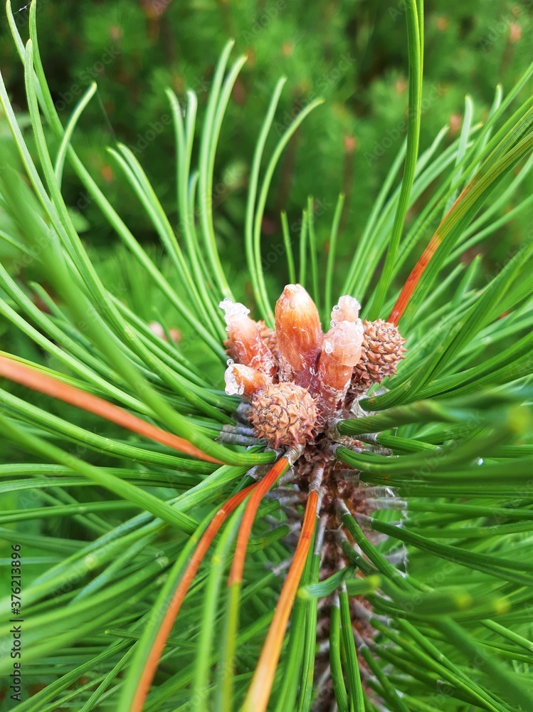 Small pine cones in resin. Macro Small pine cones in resin. Macro