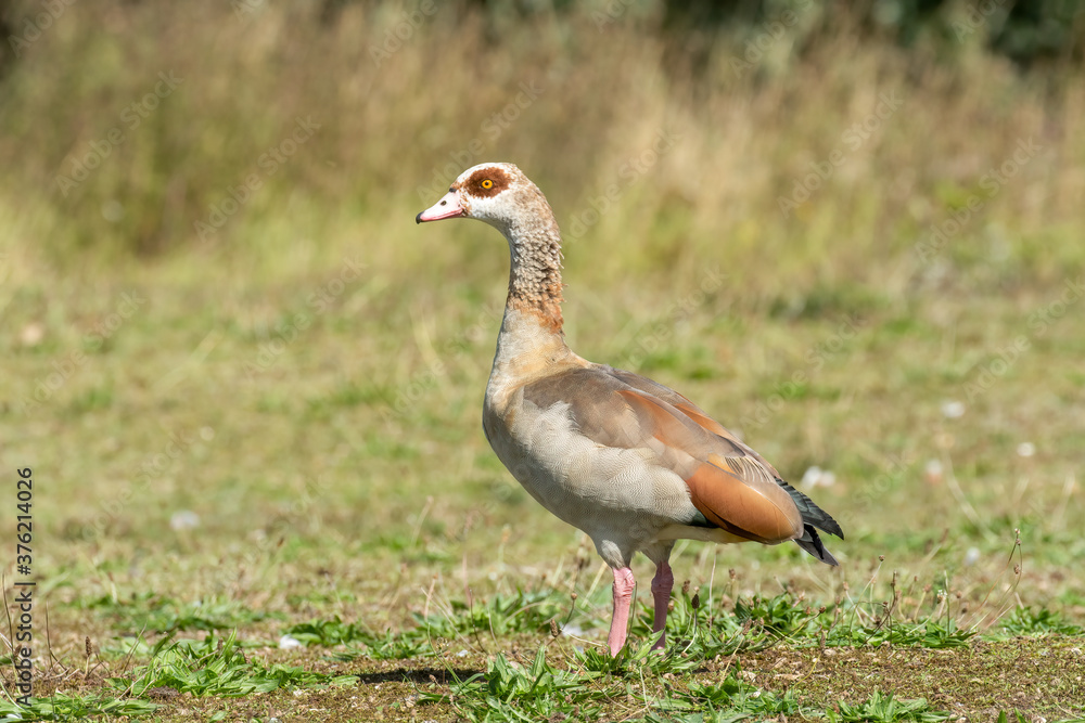 Juvenile Egyptian goose, Alopochen aegyptiaca, standing in grass meadow, just coming into coloured plumage Juvenile Egyptian goose, Alopochen aegyptiaca, standing in grass meadow, just coming into coloured plumage