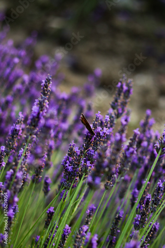 Lavender Close Up with a Butterfly in Provence  France   Amazing view of purple and green colors 