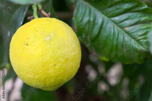 lemon on tree