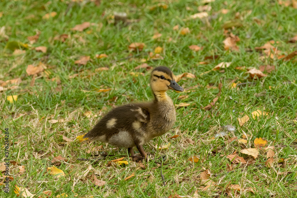 Cute Mallard duckling, Anas platyrhynchos, walking through grass towards Mom Cute Mallard duckling, Anas platyrhynchos, walking through grass towards Mom