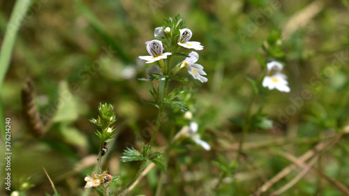 Gemeiner Augentrost, Euphrasia rostkoviana, mit weißen Blüten und gelb photo