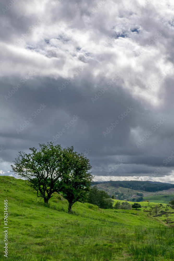 Single green tree in the green field and cloudy sky in the background