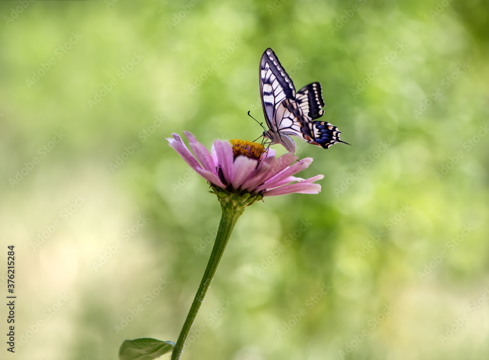 Wonderful butterfly Papilio machaon on a red flower on a summer day in the garden Wonderful butterfly Papilio machaon on a red flower on a summer day in the garden