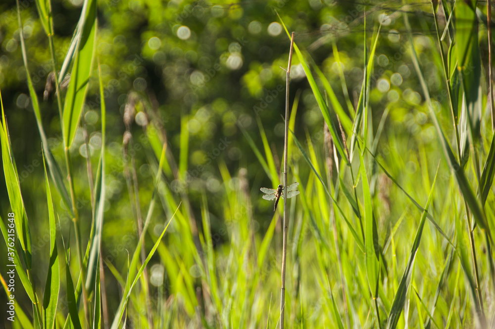 Obraz premium Dragonfly sitting on a dry grass blade. 
