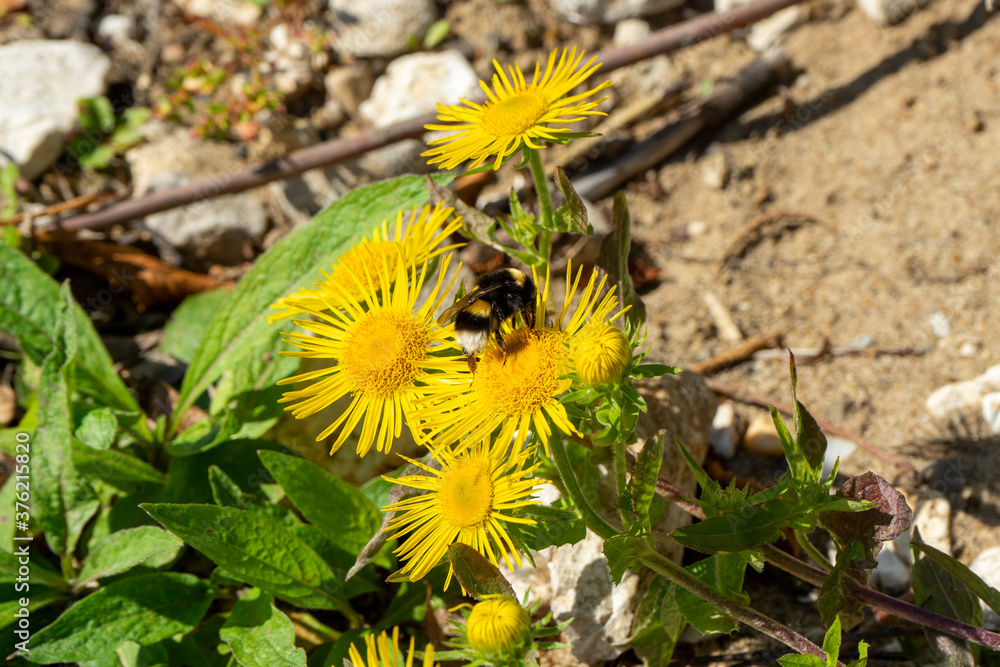 A bumblebee collects pollen on a dandelion A bumblebee collects pollen on a dandelion