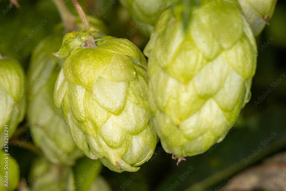 Close up of wild hops plant in agricultural field Close up of wild hops plant in agricultural field