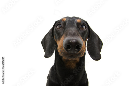 Portrait attentive and serious dachshund dog puppy. Isolated on white background.