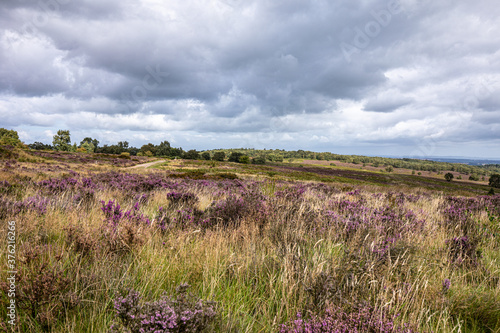 Photo moorland landscape with lavender