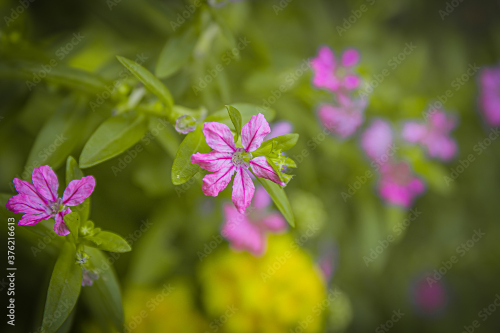 purple flowers in the garden, pink flowers in the garden, pink flowers in the field, small flower, tiny flower, pink flowers, beautiful flowers, pic's of small flower purple flowers in the garden, pink flowers in the garden, pink flowers in the field, small flower, tiny flower, pink flowers, beautiful flowers, pic's of small flower