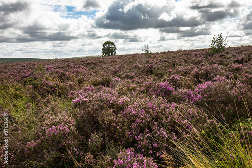 Fotografie, Obraz moorland landscape with lavender