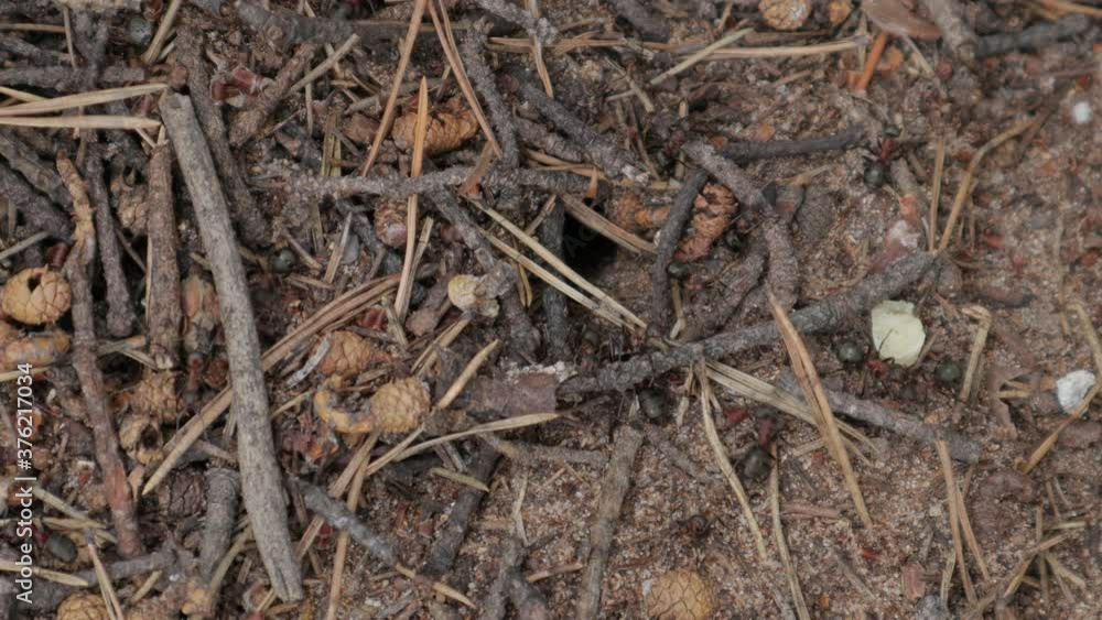 forest ants move around the anthill forest ants move around the anthill