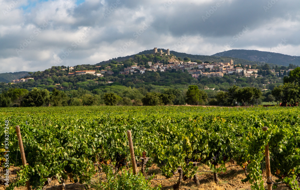 Rows of ripe wine grapes plants on vineyards in Cotes  de Provence near Grimaud, region Provence, south of France