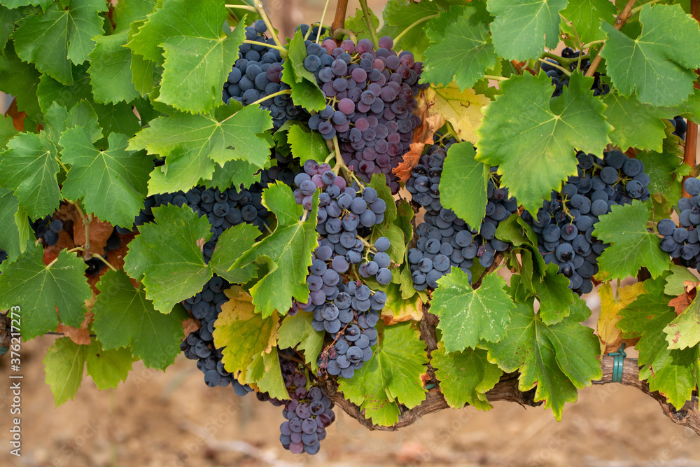 Ripe black or blue syrah wine grapes using for making rose or red wine ready to harvest on vineyards in Cotes  de Provence, region Provence, south of France