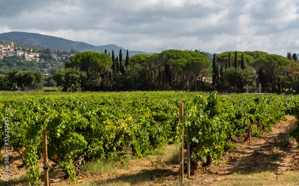 Rows of ripe wine grapes plants on vineyards in Cotes  de Provence near Grimaud, region Provence, south of France