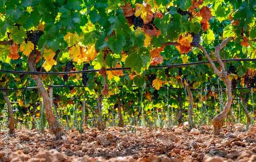 Ripe black or blue wine grapes using for making rose or red wine ready to harvest on vineyards in Cotes  de Provence, region Provence, south of France photo