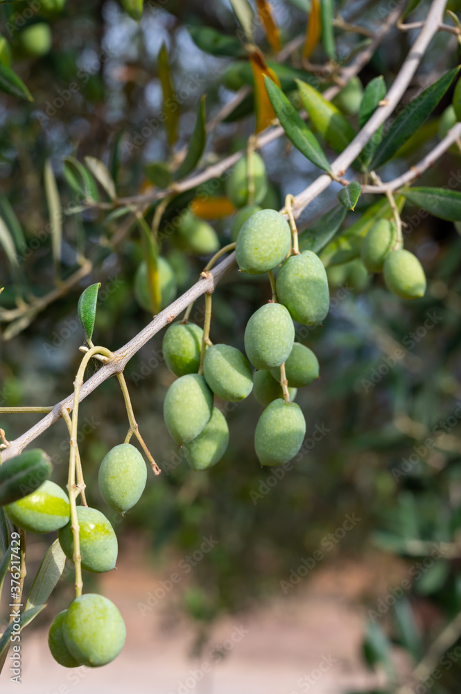 Ripe green olives hanging on tree ready to harvest