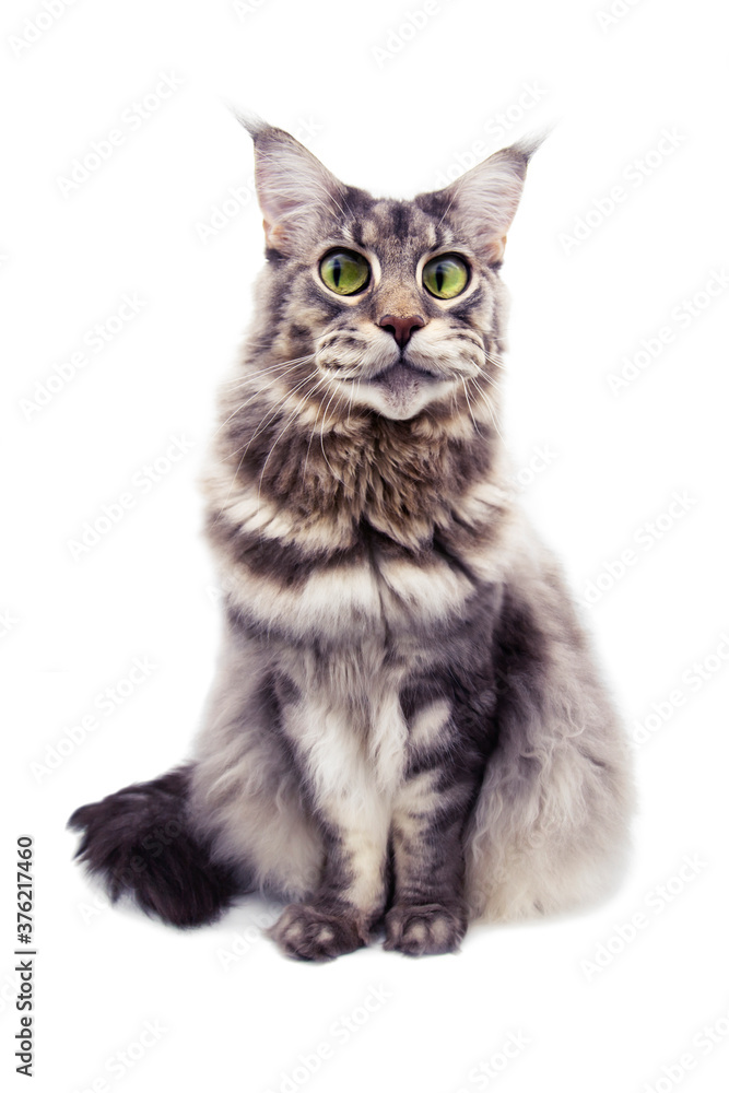 Surprised Maine Coon cat, on a white background.