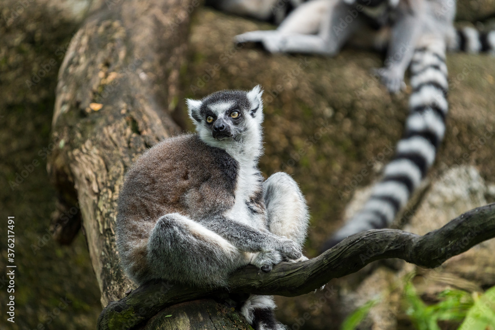 Fototapeta premium Lemur katta na skale.