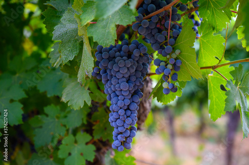 Ripe black or blue syrah or grenache wine grapes using for making rose or red wine ready to harvest on vineyards in Cotes de Provence, region Provence, south of France