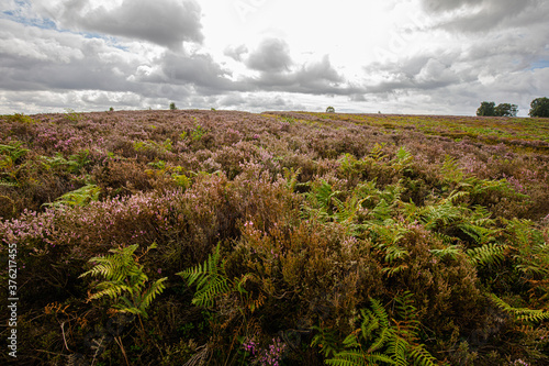 Fotografie moorland landscape