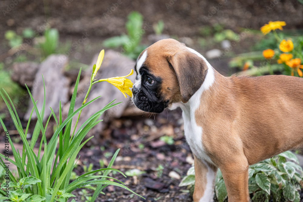 8 weeks young purebred golden puppy german boxer dog smelling flowers in nature