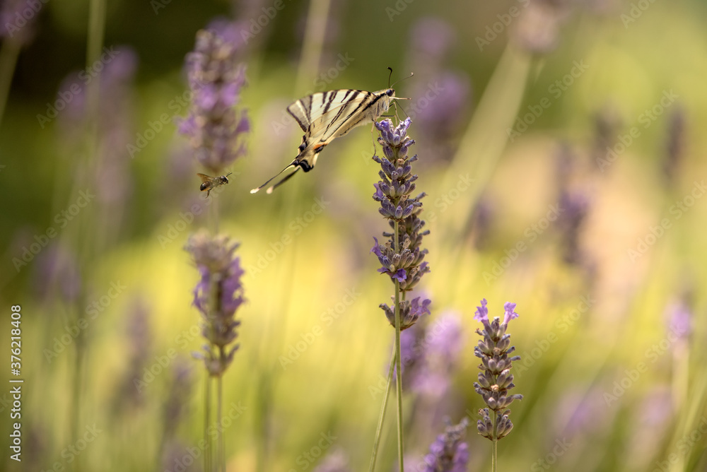 Beautiful butterfly Iphiclides Podalirius on a lavender flower gathers nectar on a sunny summer day, spreading its wings Beautiful butterfly Iphiclides Podalirius on a lavender flower gathers nectar on a sunny summer day, spreading its wings