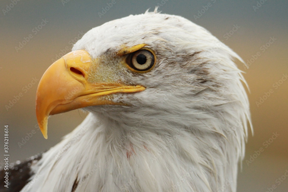american bald eagle american bald eagle