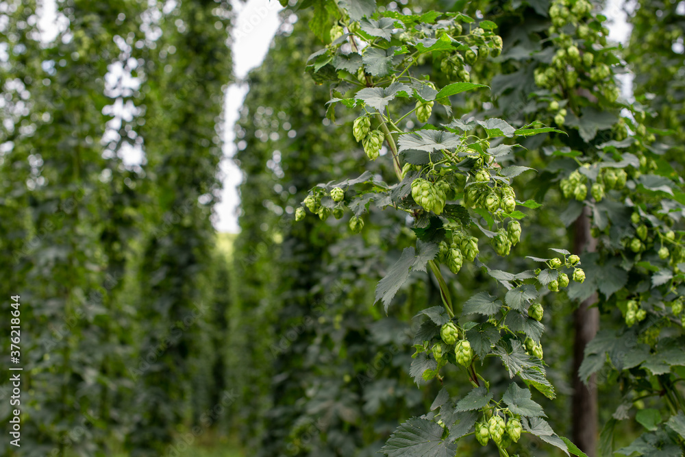 Fototapeta premium Hopfen auf einer Hopfenplantage