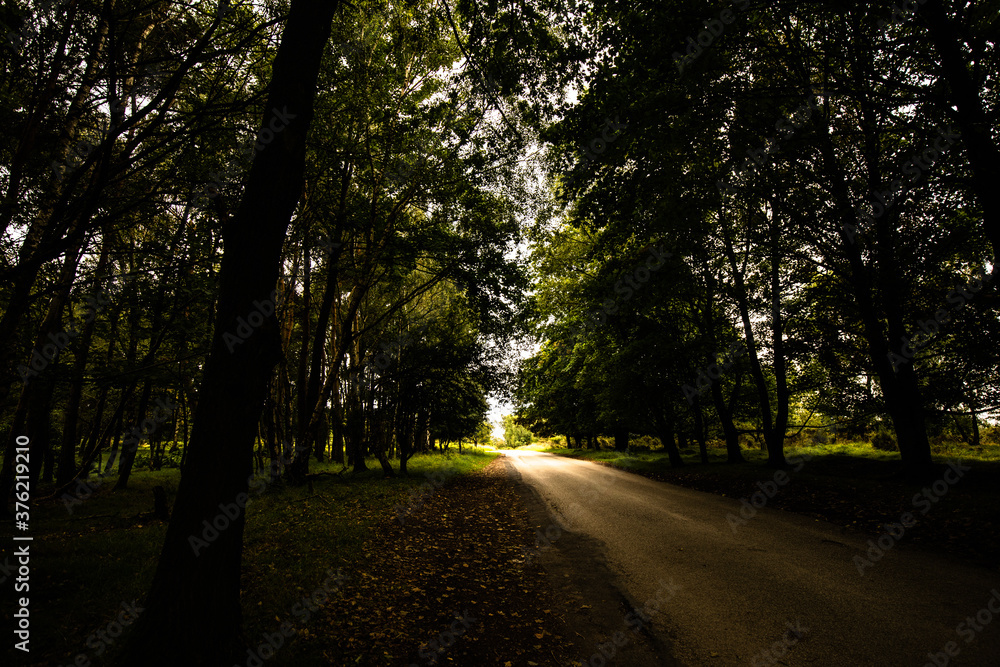 road in the forest road in the forest