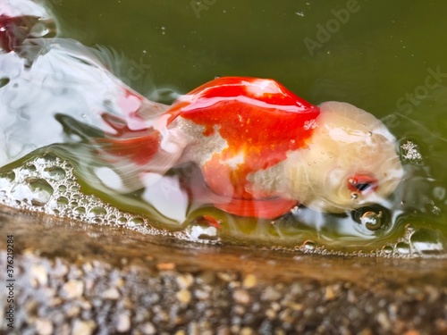 frog in a pond