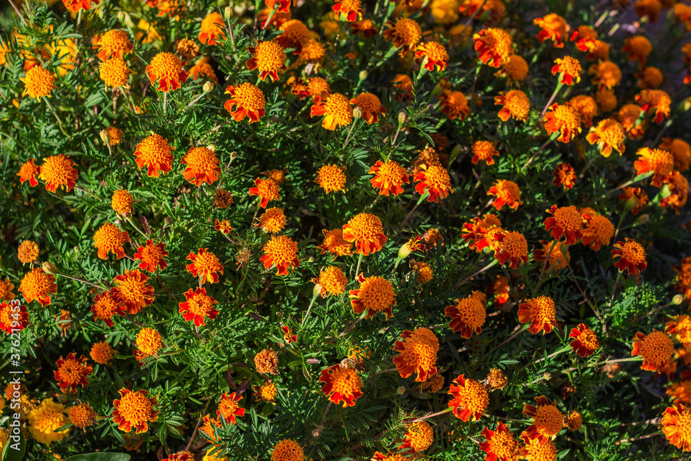 beautiful Marigold flower in the garden