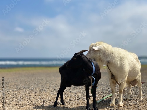 Fototapeta Naklejka Na Ścianę i Meble -  horse on the beach