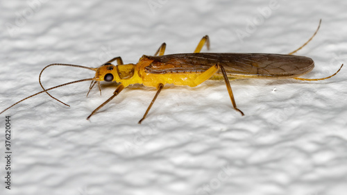 Common Stonefly of the Family Perlidae photo