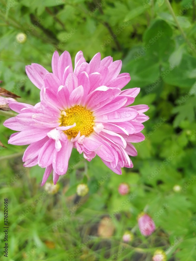 Obraz premium pink cosmos flower