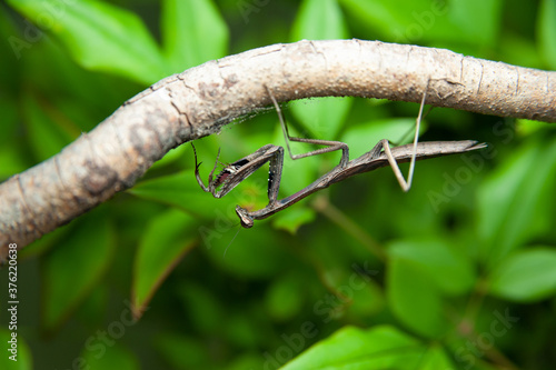 Chinese mantis (Tenodera sinensis) - Praying Mantis on branch. Green leaves background. photo