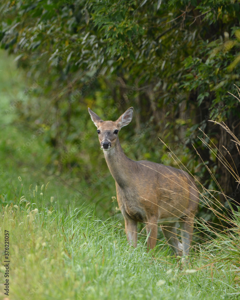 Fototapeta premium Deer along wind row