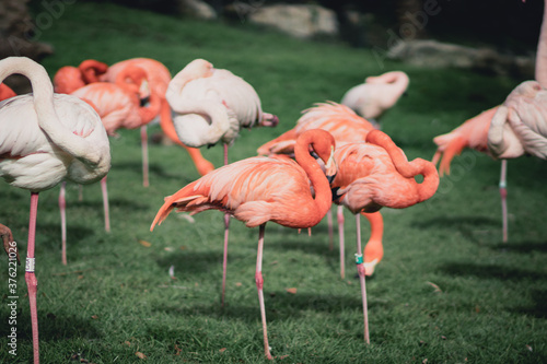 A group of flamingos stand on the grass at a zoo in Jerusalem