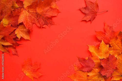 Autumn, colorful composition. Frame of autumn maple leaves on a white background. Flat lay, top view, copy space.
