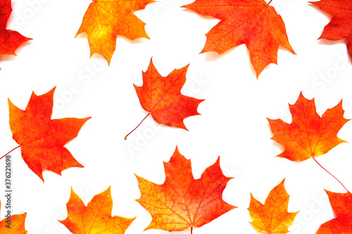Autumn, colorful composition. Frame of autumn maple leaves on a white background. Flat lay, top view, copy space.