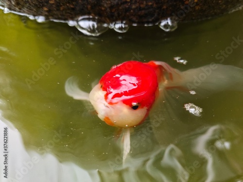 red fish in water