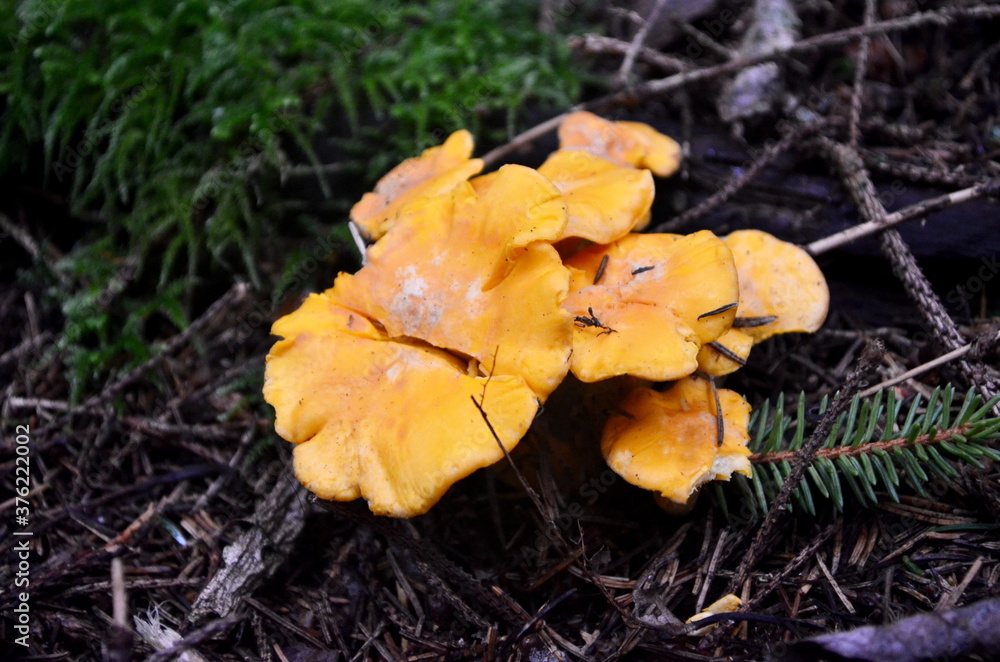 Wild golden chanterelle mushrooms in the forest.
Edible autumn mushrooms Wild golden chanterelle mushrooms in the forest.
Edible autumn mushrooms