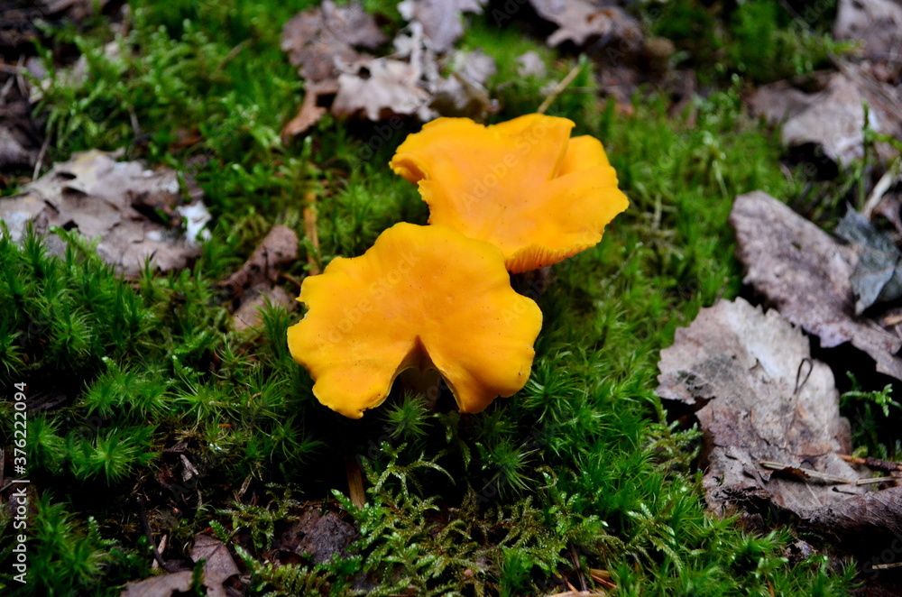 Wild golden chanterelle mushrooms in the forest.
Edible autumn mushrooms Wild golden chanterelle mushrooms in the forest.
Edible autumn mushrooms