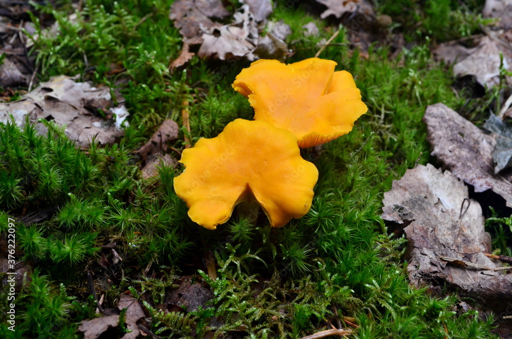 Wild golden chanterelle mushrooms in the forest.
Edible autumn mushrooms Wild golden chanterelle mushrooms in the forest.
Edible autumn mushrooms