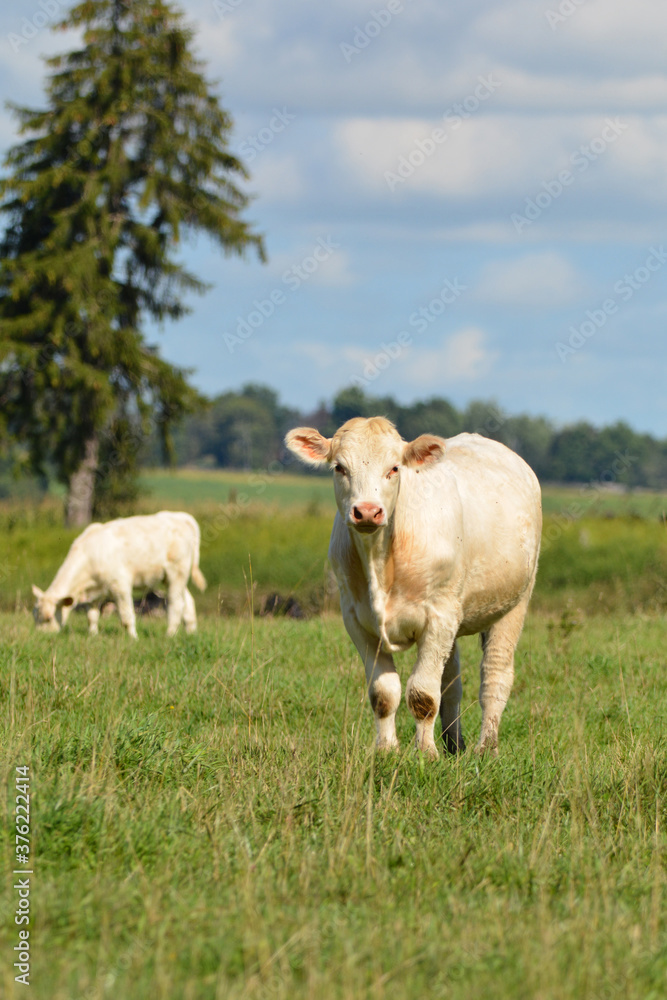 Cows in pasture